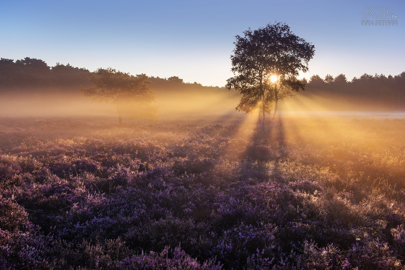 Bloeiende heide - Heuvelse heide De meest interessante periode voor landschapsfotografen in mijn thuisregio de Kempen is zeker en vast de bloeiperiode van de heide eind augustus. Dit jaar was dit een 2-tal weken vroeger dan andere jaren. Ook dit jaar ging ik 's morgens weer regelmatig op pad op de Blekerheide en Heuvelse Heide in Lommel om te fotograferen tijdens de zonsopgang. Stefan Cruysberghs